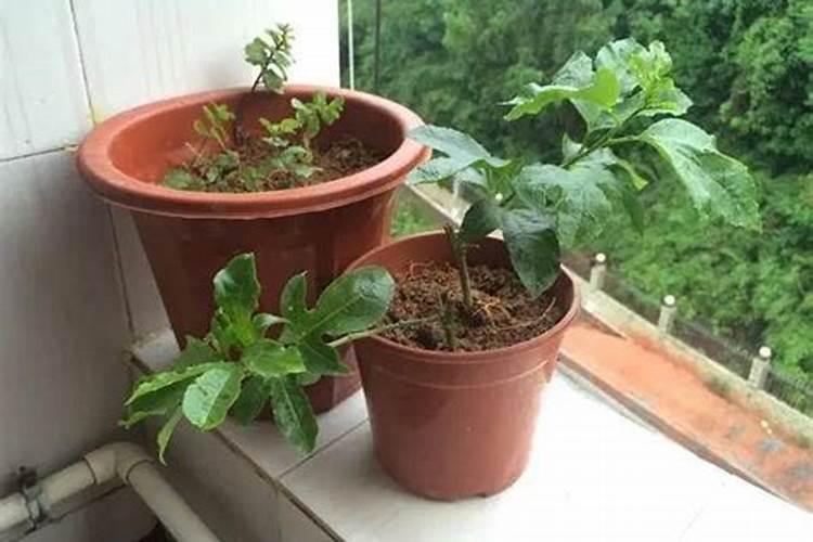 如何让百香果快速开花