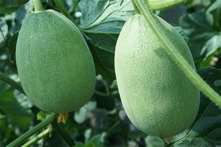 甜瓜苗叶片发黄什么原因