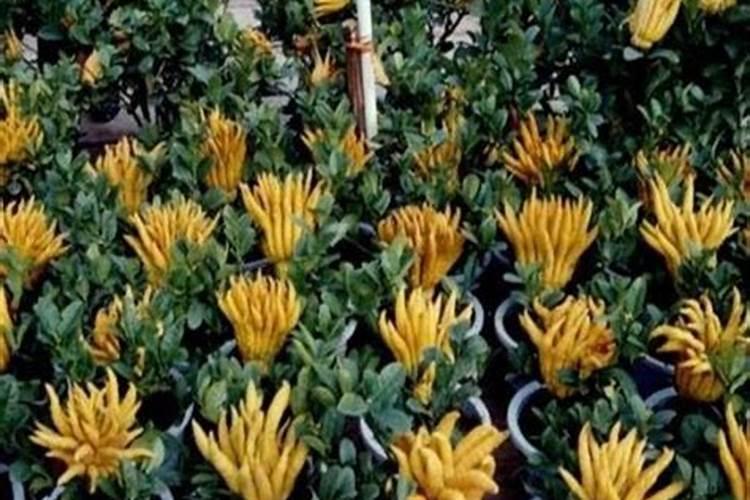 佛手柑怎么养护