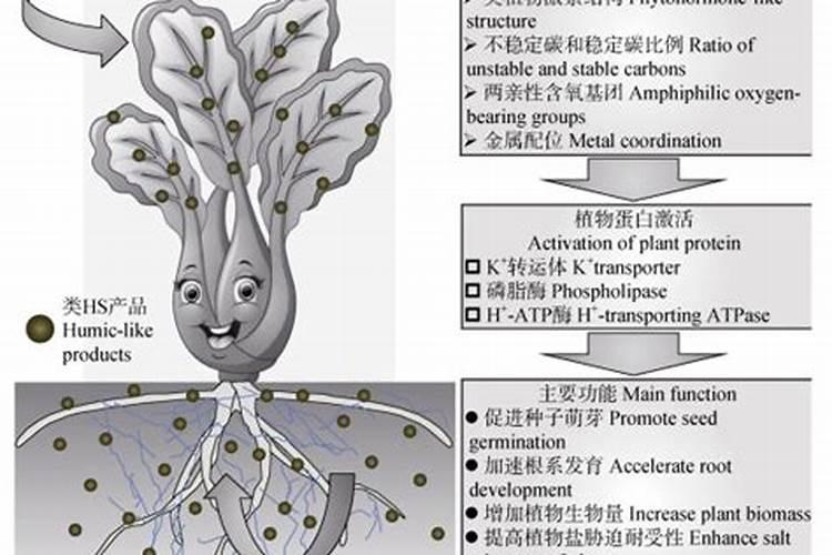 种植魔芋增产施肥用什么肥料？增产叶面肥怎么用更高效