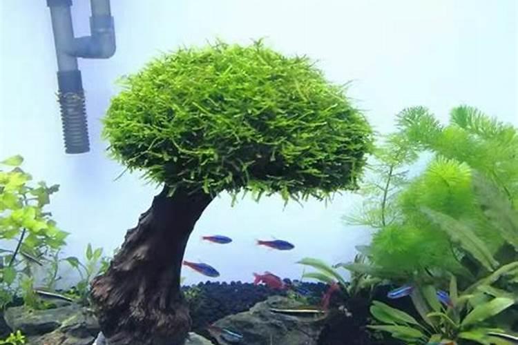 发财树的养殖方法