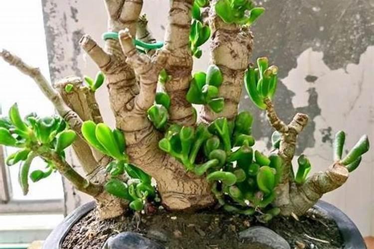 玉树浇什么肥料长得最快