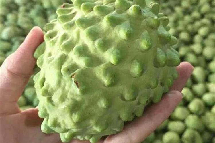 怎样种植释迦果树？