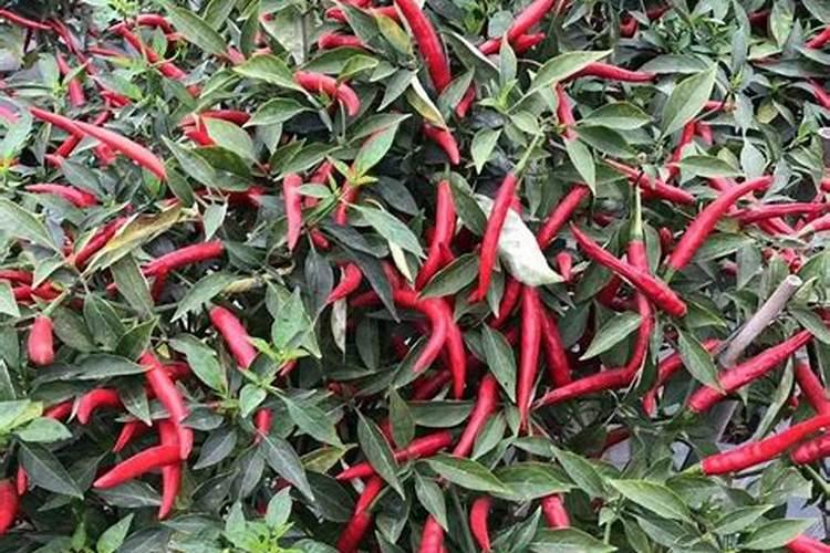 怎么能让辣椒快速变红