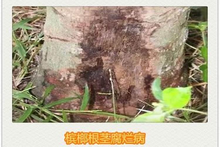 如何预防与治疗槟榔黄化病