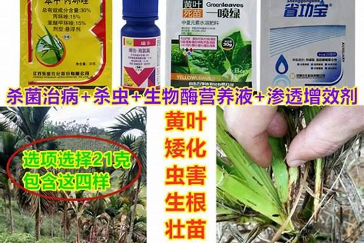 槟榔花出现装多果多的情况该如何进行详细处理步骤讲解？