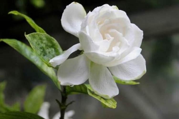 栀子花花苞期怎么施肥