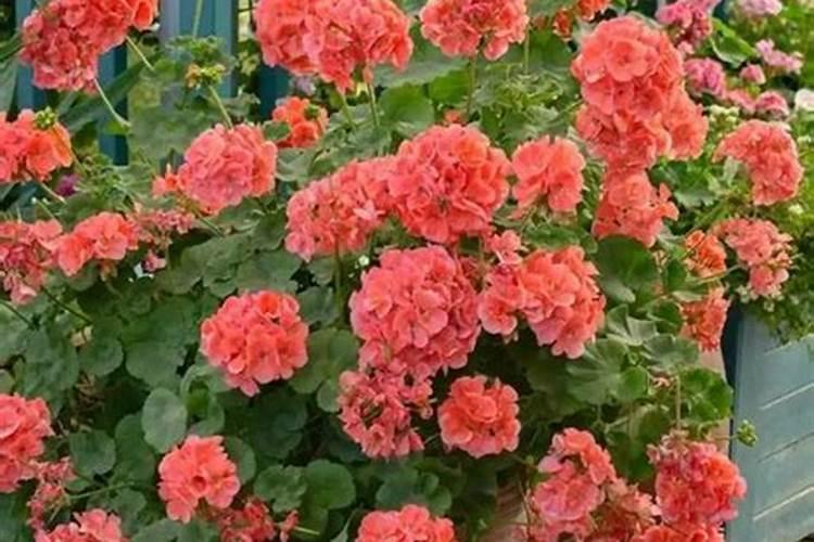 三角梅用什么肥料最好