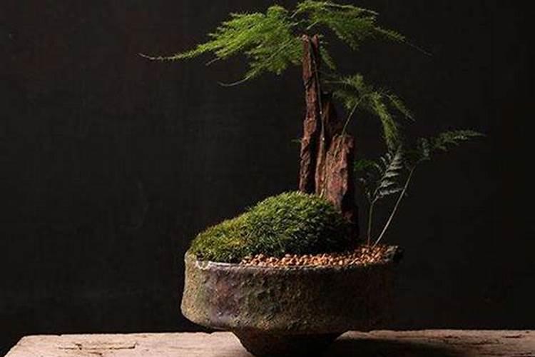 芸苔素内酯可以用于桂花吗？