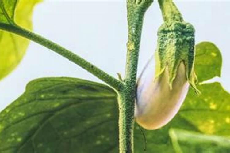 茄子多久施一次肥