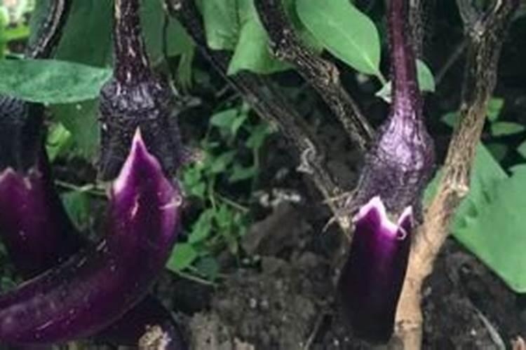 茄子开花结果期怎么施肥和管理