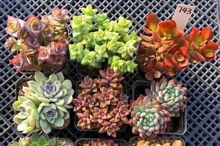 多肉植物用什么肥料比较好