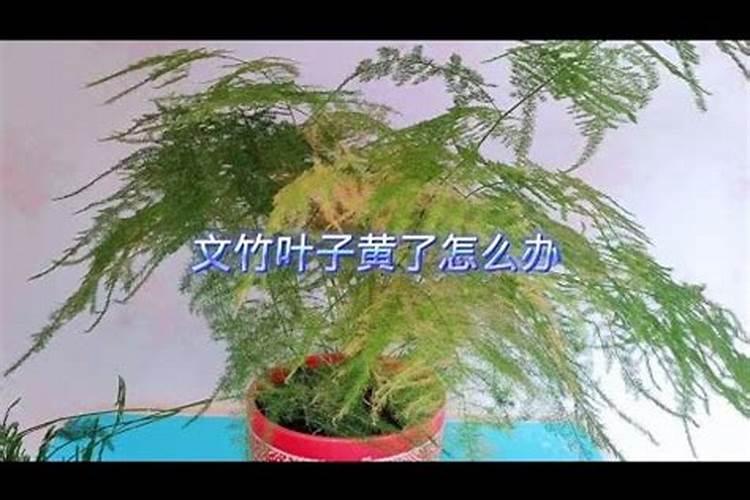 文竹叶子黄了还能绿吗