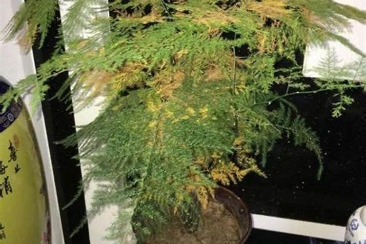 文竹叶子黄了还能绿吗