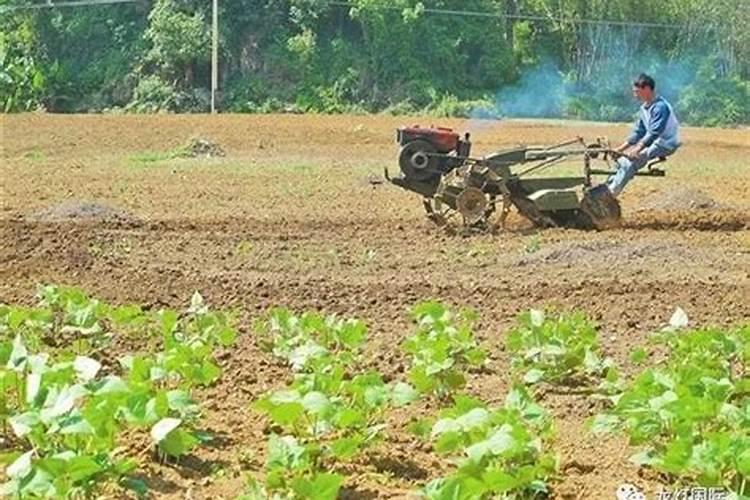 磷肥的施用有哪些好处？