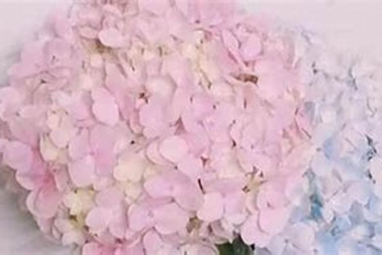 绣球花的施肥方法什么肥料好？