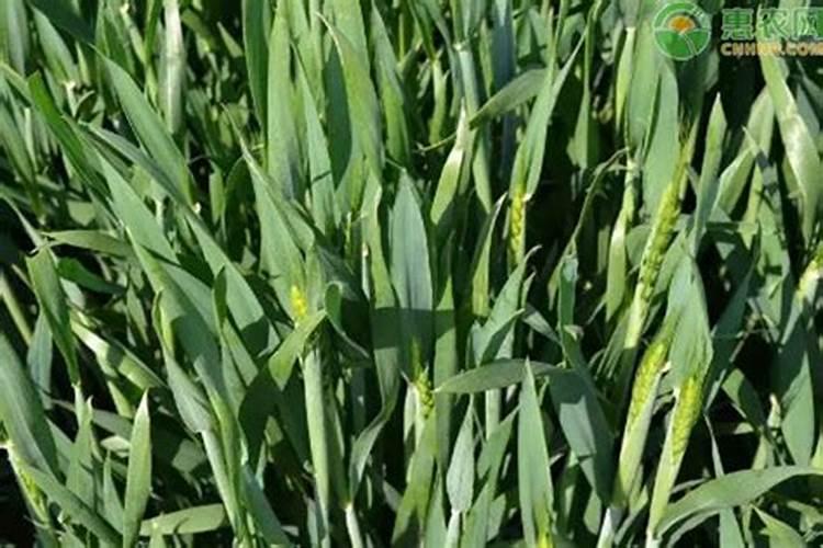 小麦在不同生育期的需肥特点是怎样的？