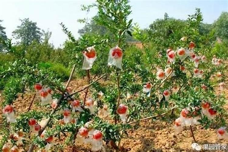 7.8月石榴树需要施肥吗？施什么肥料