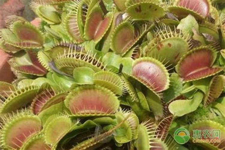 腐植酸钾与黄腐酸钾区别