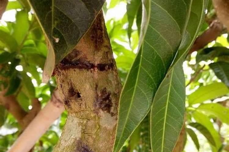 芒果树用什么肥料最好？黑老虎芒果生态种植方案!