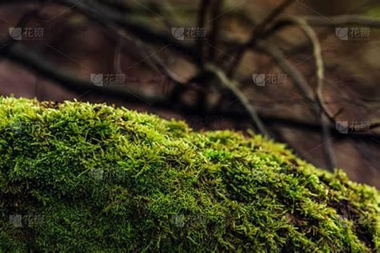 杀青苔最有效的方法