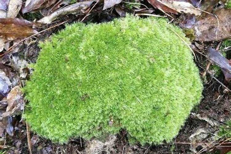 除青苔最好方法