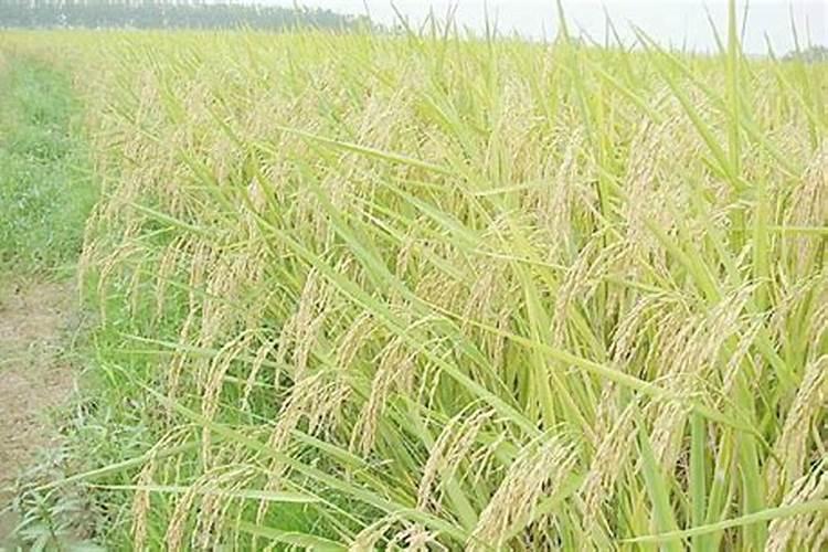 硝酸磷肥用于水稻拔穗吗