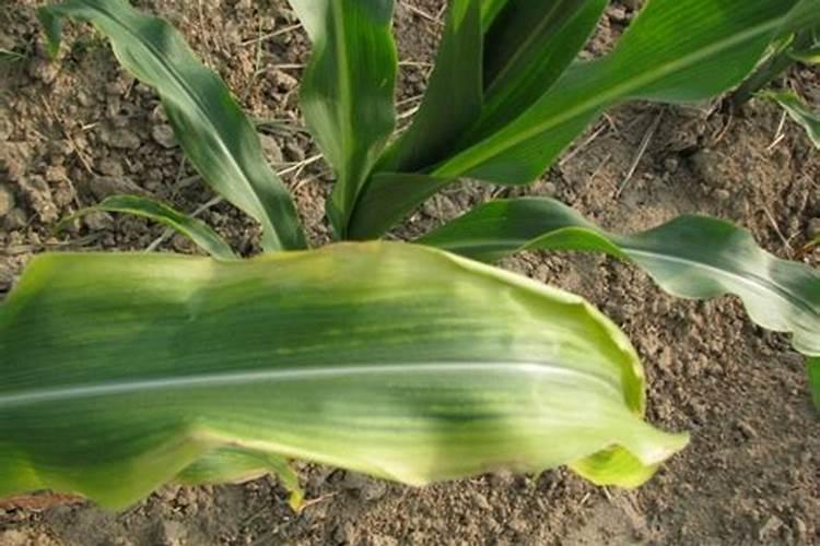 玉米缺钾症状有哪些