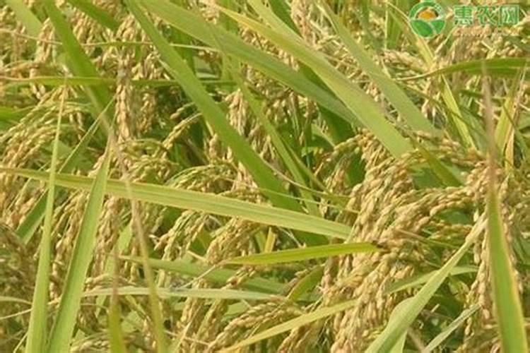 水稻开花后大部分贯浆了该施什么肥？