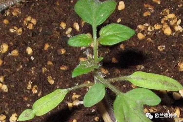 瓜果蔬菜叶面肥的正确使用方法(什么时候打叶面肥好)