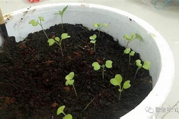 菜地怎么施肥 叶面肥在蔬菜的幼苗期