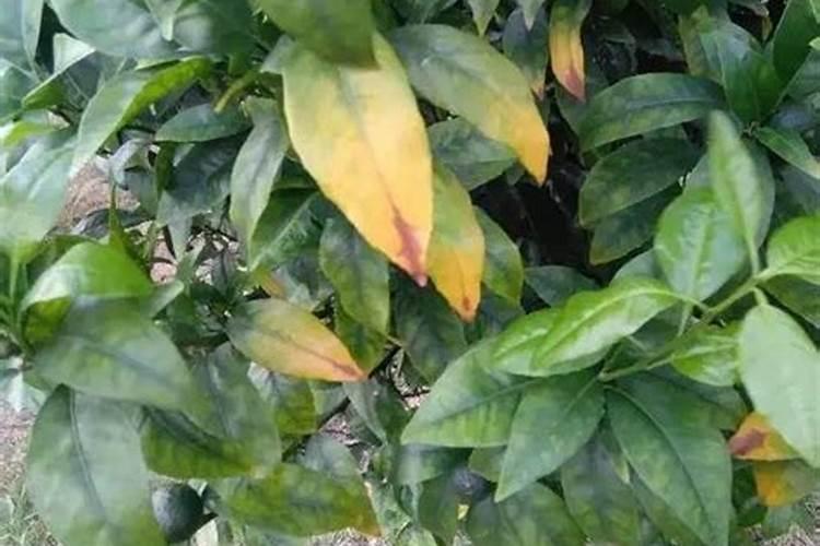 果树喷流体硼超标达到了危害怎么补救？