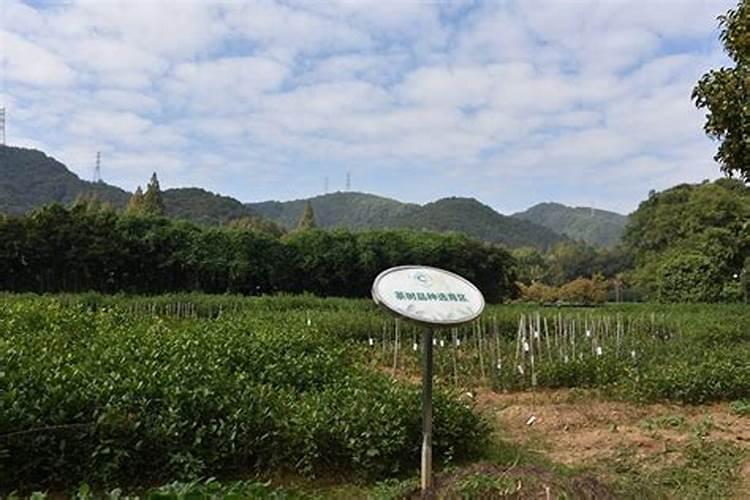 茶叶专用肥料,附茶叶的种植技术