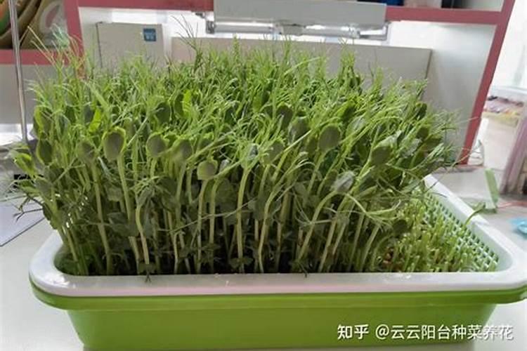 豌豆苗发黄死秧、只开花不结果,有哪些方法可以解决这些问题呢？