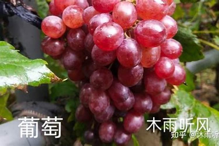 钾肥能促进果实膨大吗