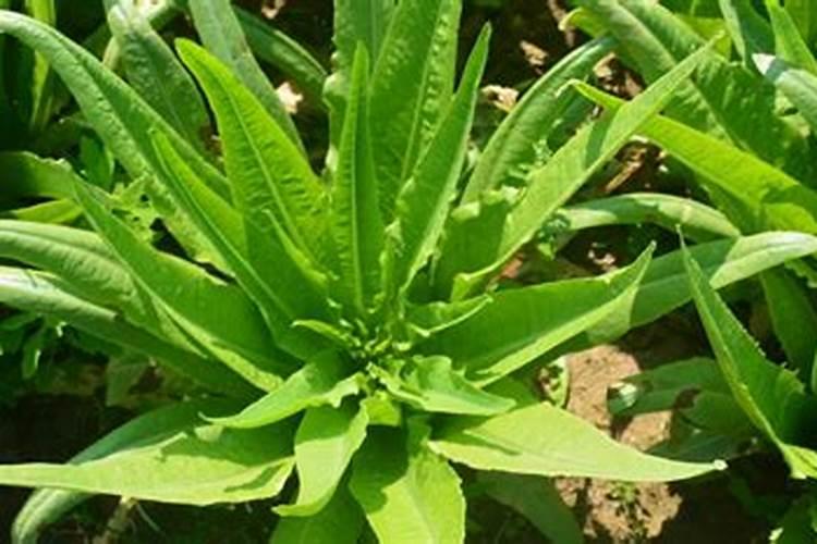 莴笋能用尿素肥吗