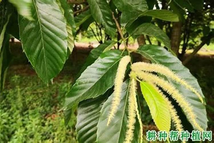 哺乳期吃板栗都有哪些好处