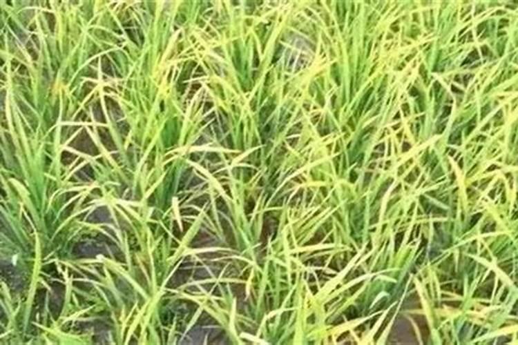 玉米种植行距株距标准