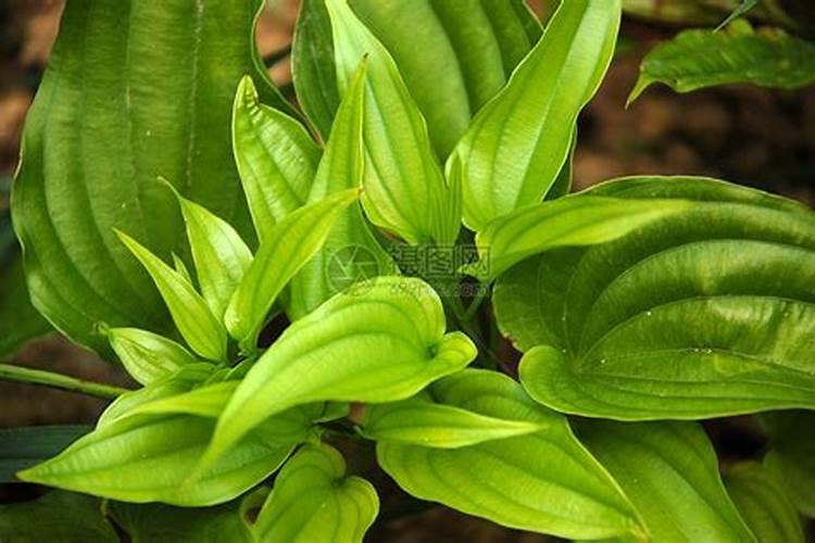 中药材天麻用什么叶面肥好？中药材天麻追肥用什么肥料好？