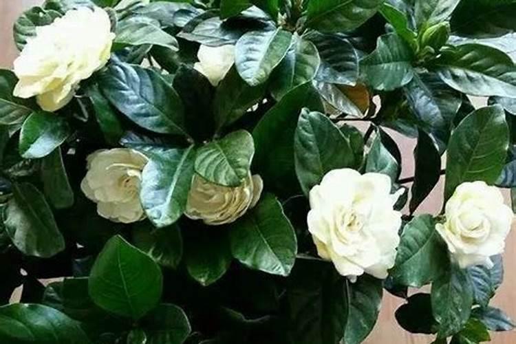 栀子花多久施肥一次