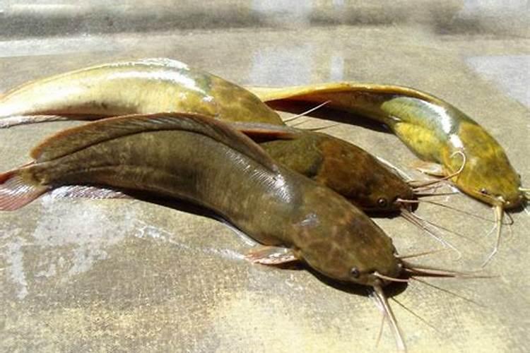 鱼胶炖高利参功效怎样