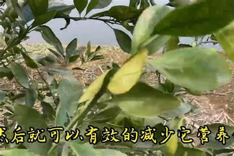 盆景橘子树冬天怎么施肥？