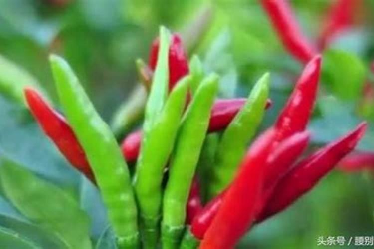 种朝天椒用什么肥料好