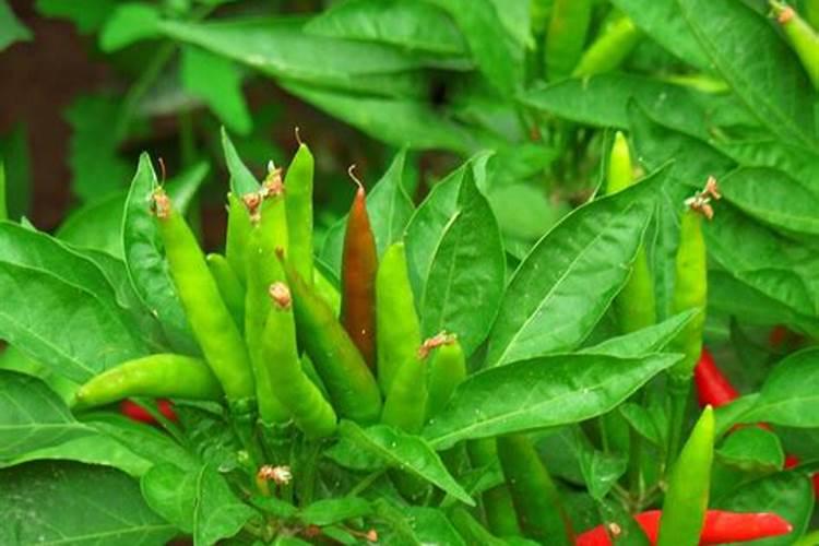 朝天椒用什么肥料最好