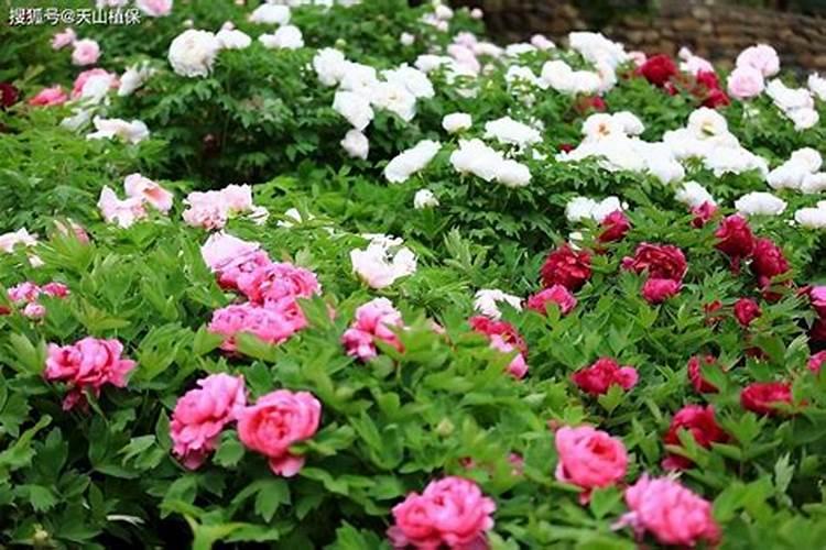 牡丹花施什么肥好