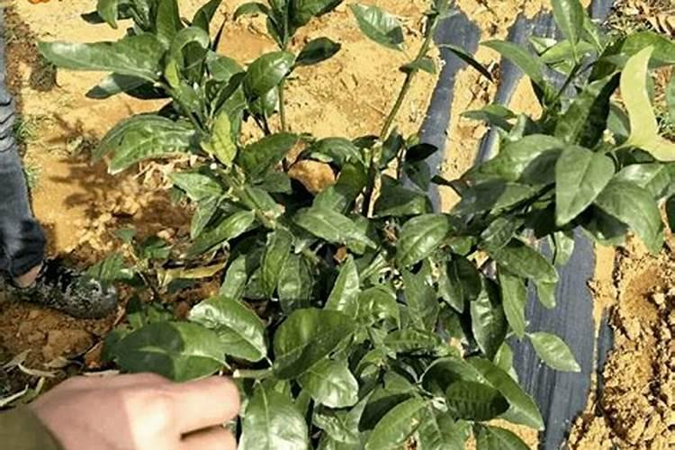 为什么有的植物喜水