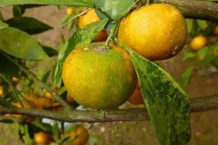 柑橘施肥时间表