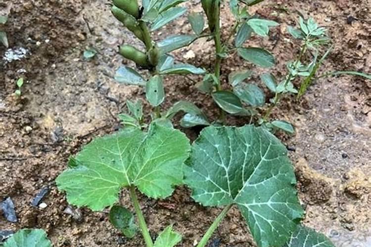 种植南瓜需要的氮磷钾肥比例