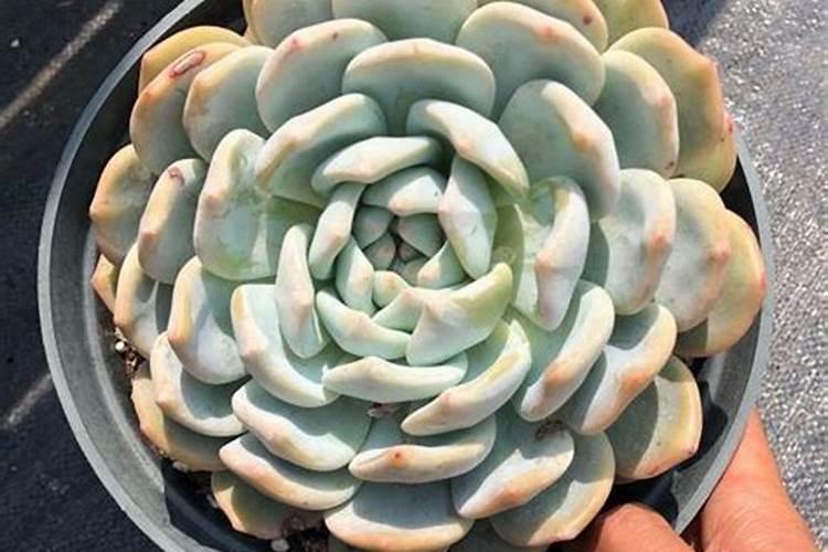 多肉植物能喷磷钾肥吗