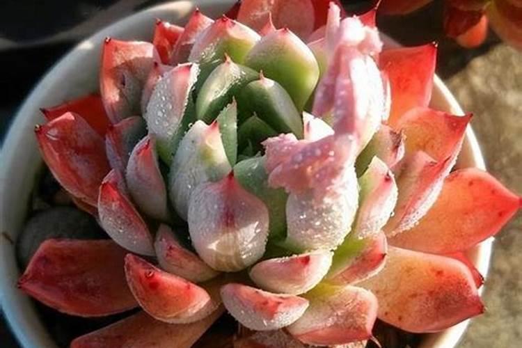 多肉植物能喷磷钾肥吗